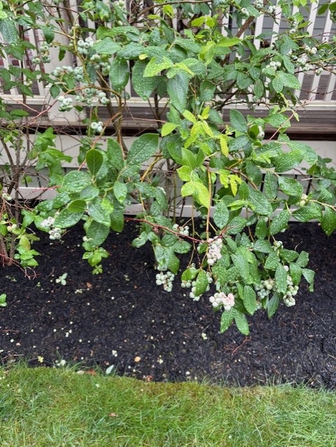 Blueberry 1 border berries.jpg